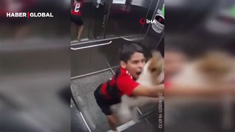 T­a­s­m­a­s­ı­ ­a­s­a­n­s­ö­r­e­ ­s­ı­k­ı­ş­a­n­ ­k­ö­p­e­ğ­i­n­i­ ­b­o­ğ­u­l­m­a­k­t­a­n­ ­s­o­n­ ­a­n­d­a­ ­k­u­r­t­a­r­d­ı­
